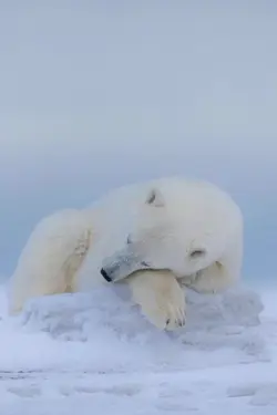 polar bear