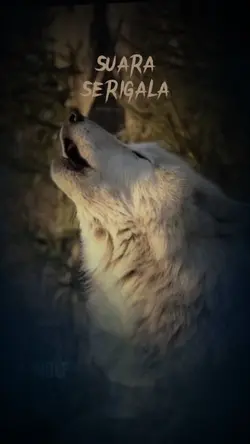 SUARA SERIGALA 🐺