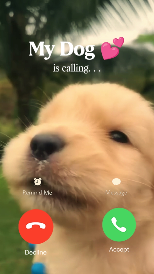 My Dog is calling 