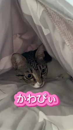 ばればれなところに隠れると