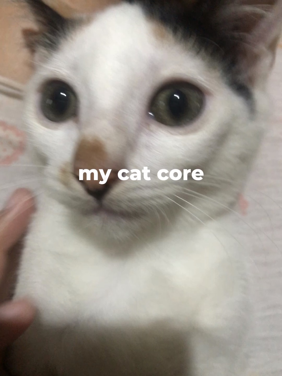 My Cat Core