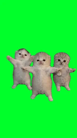 Three cats dancing