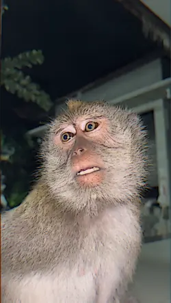 Jj Beku 3 Video 2026
