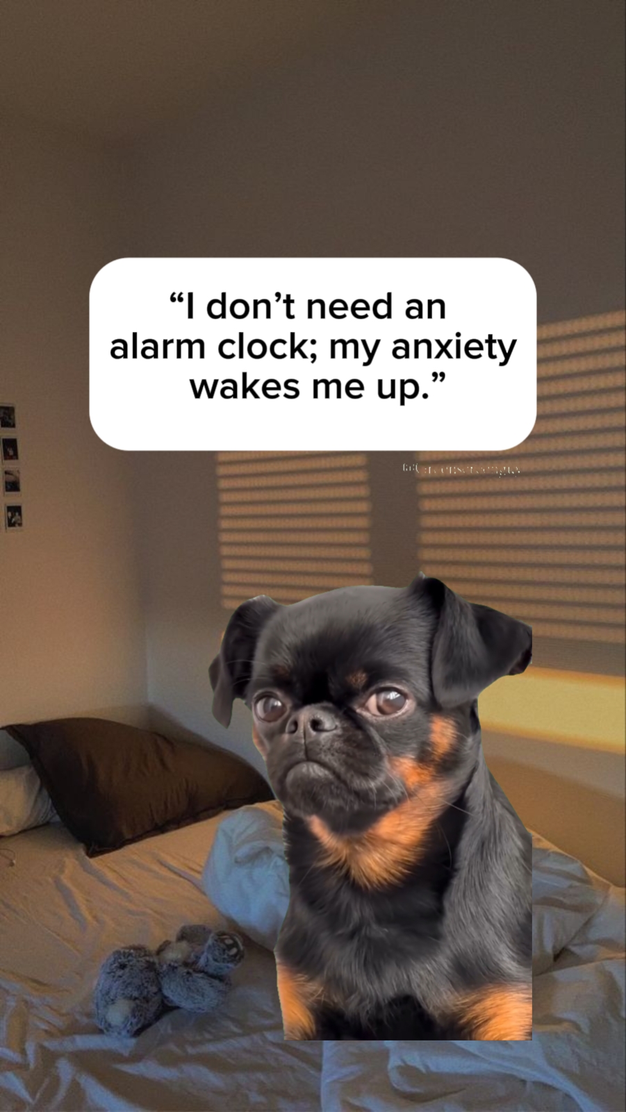 Memes Köpek