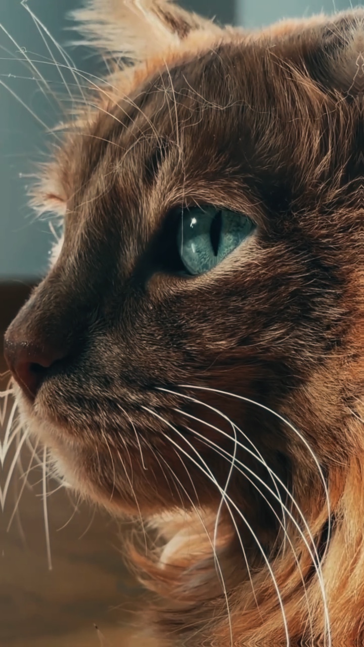 Gato cinematográfico 