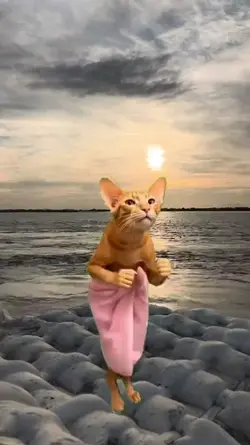 FUNNY CAT