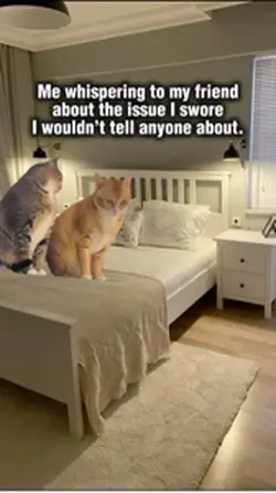 Best friend meme
