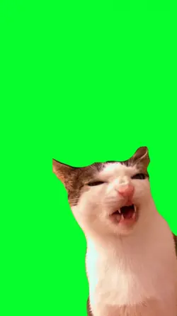 funny cat eating