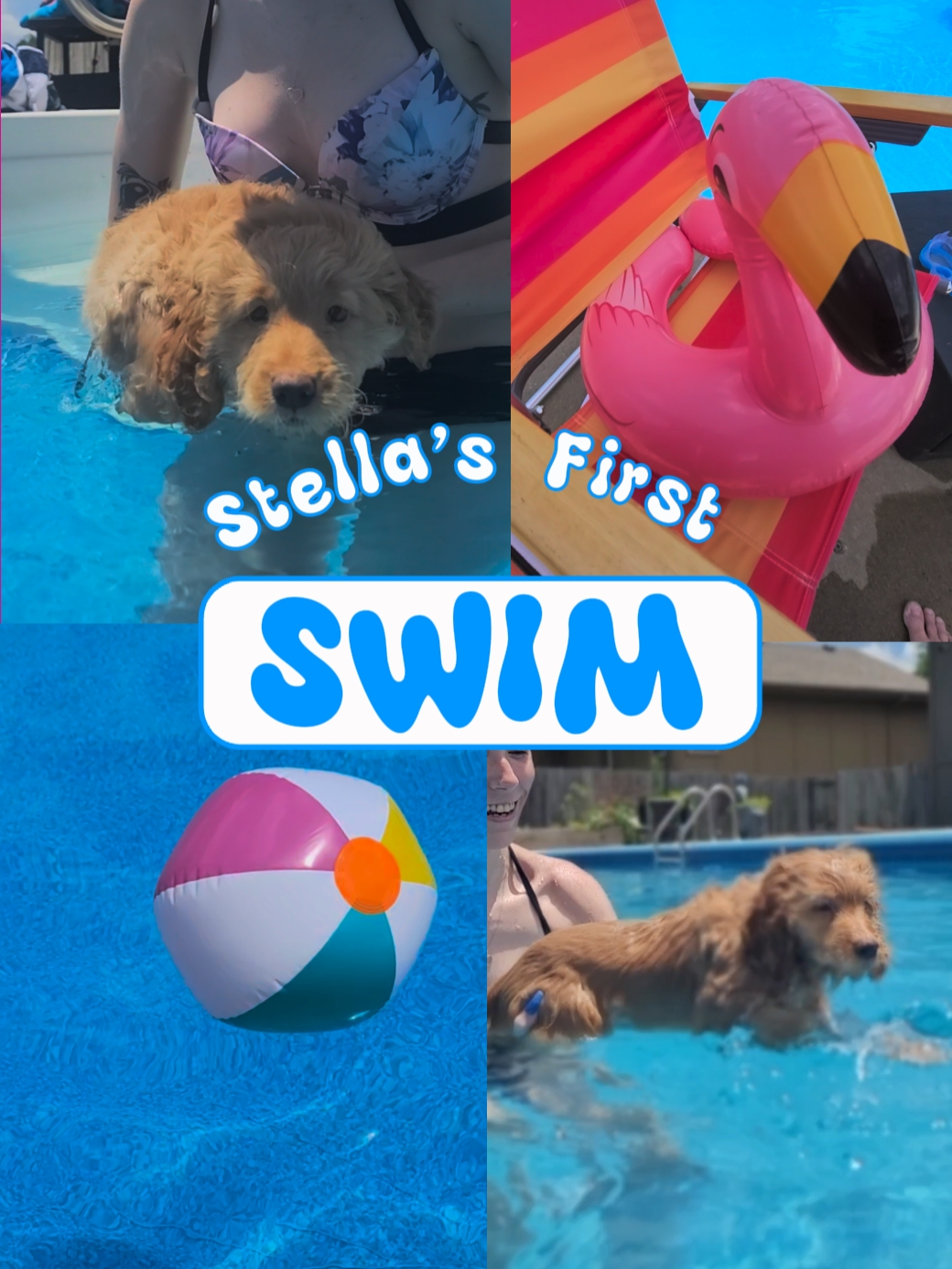 Pool Puppy Summer