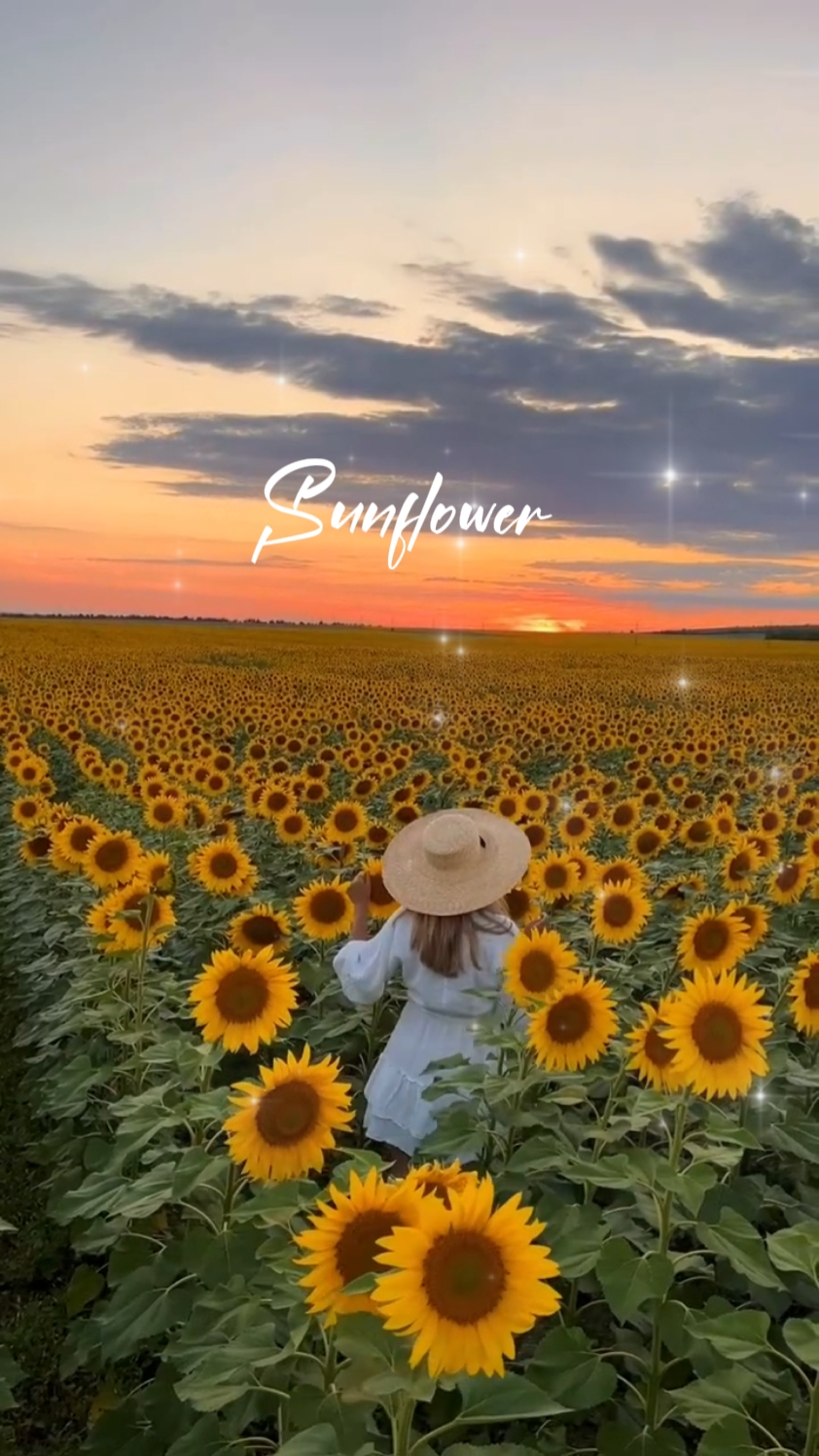 SUNFLOWER 