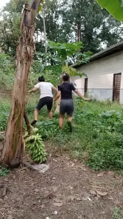 nyuri pisang