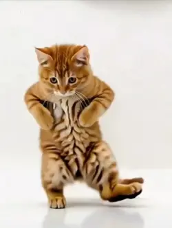 แดนซ์ๆๆ