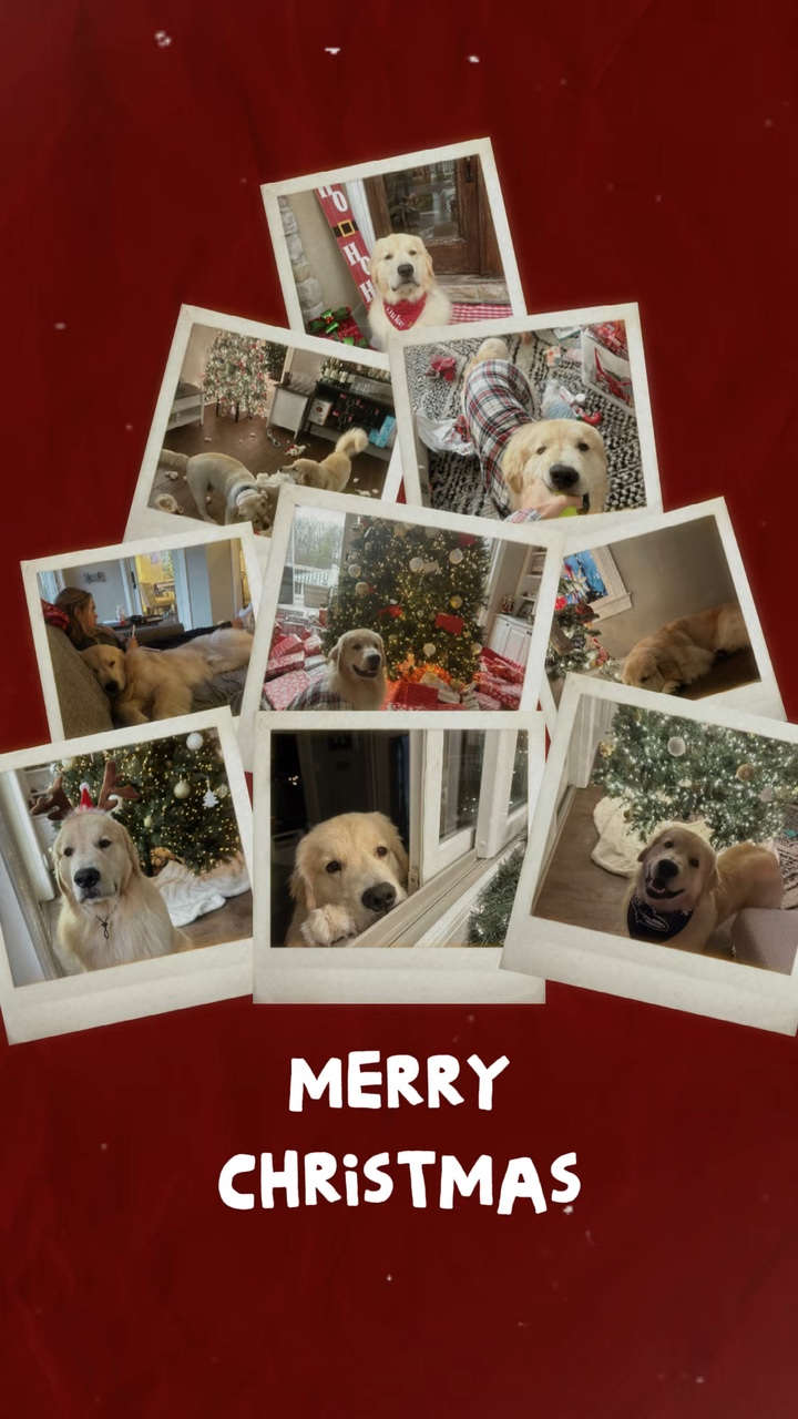 Perro de Navidad 🎄🎅🎅
