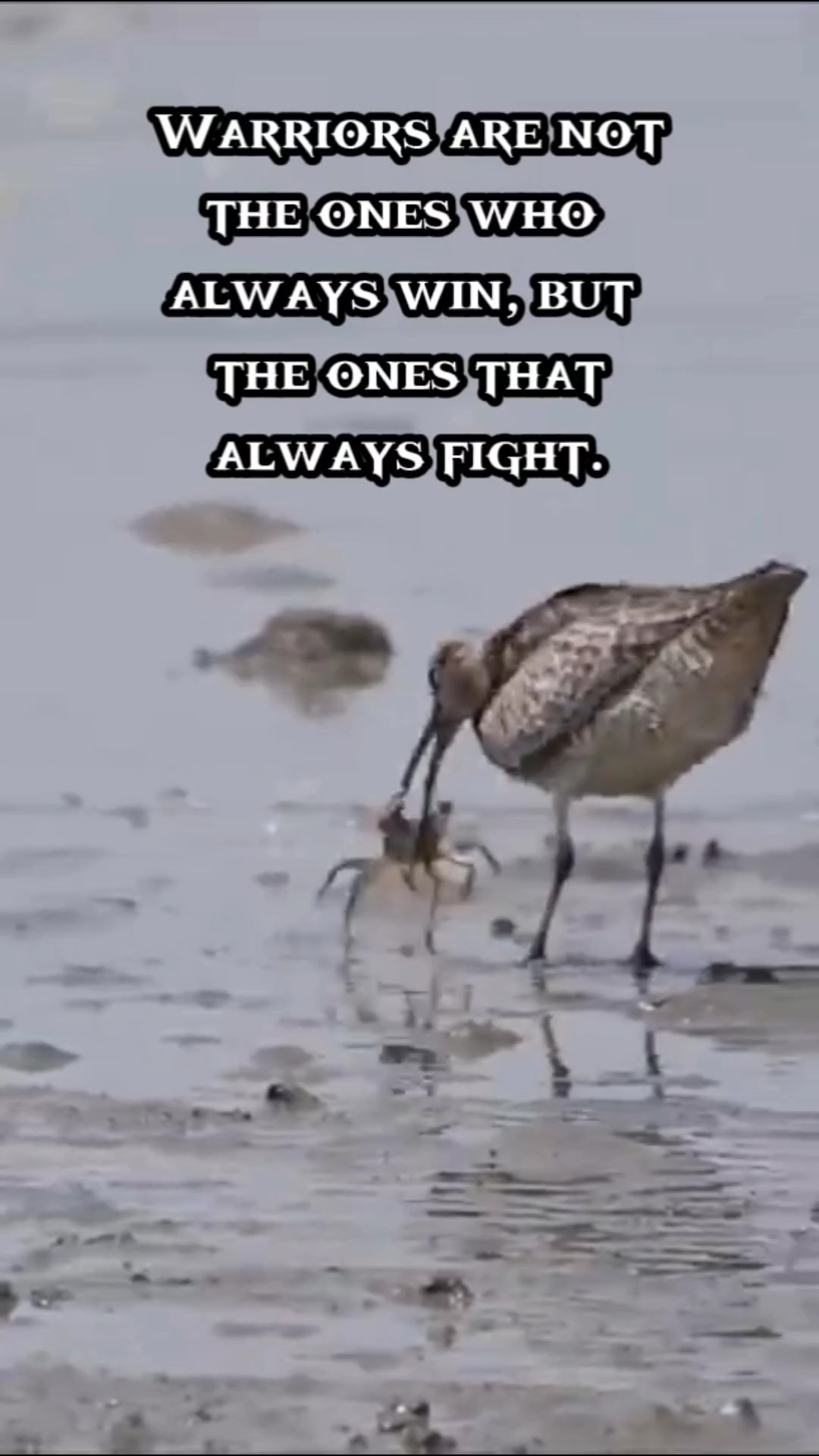 True Warrior