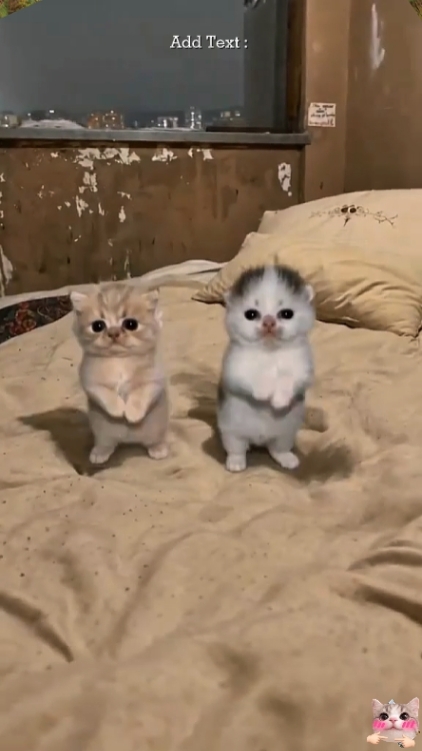 Chat mignon