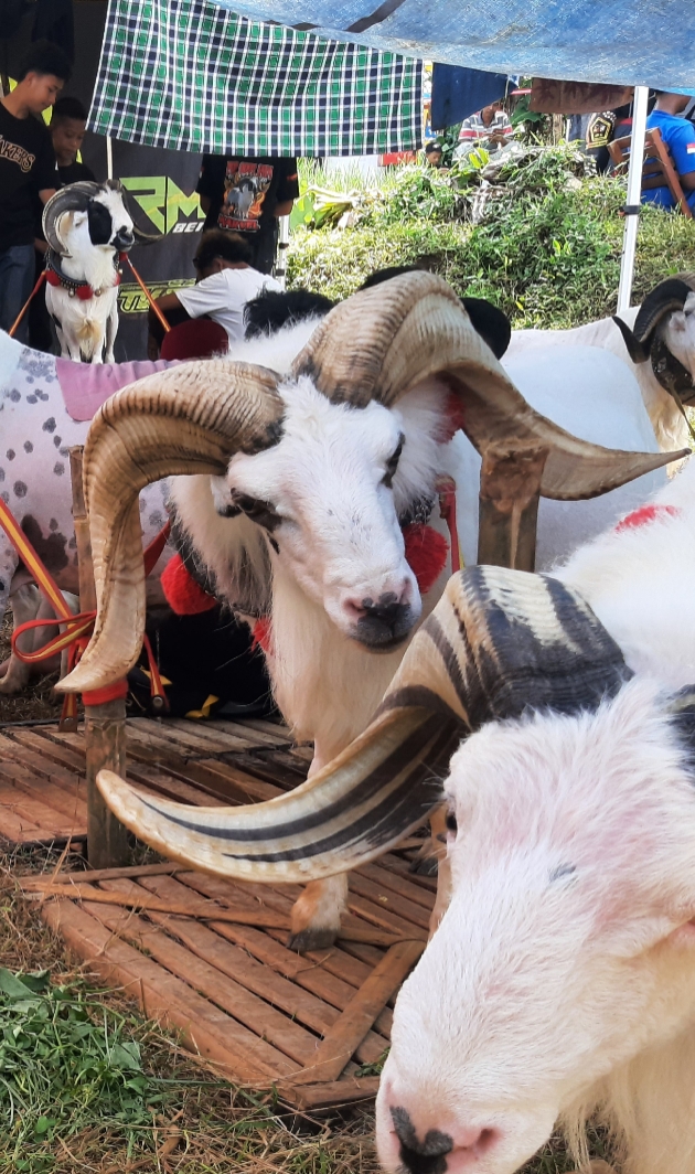 JJ domba garut