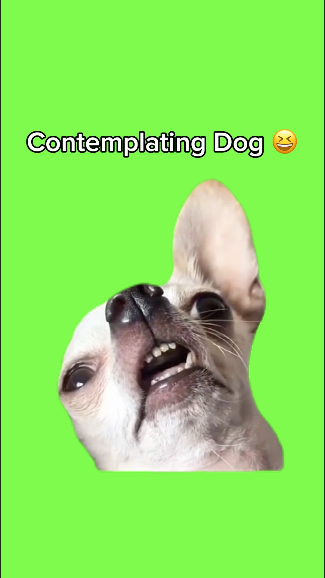 Cão contemplador 🤣