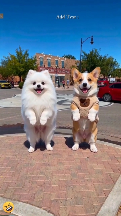 Cachorro de dança '