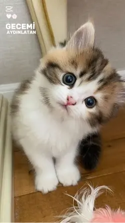 Yeni kediiimmm❤️‍🔥😍💗