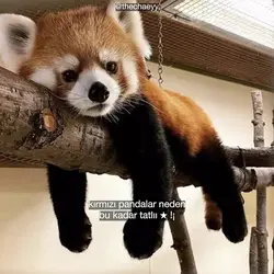kırmızı pandaa !¡