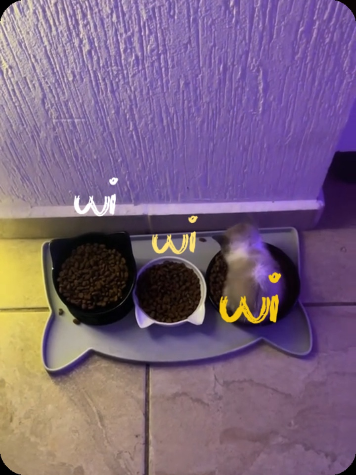 Wiwiwi 비디오