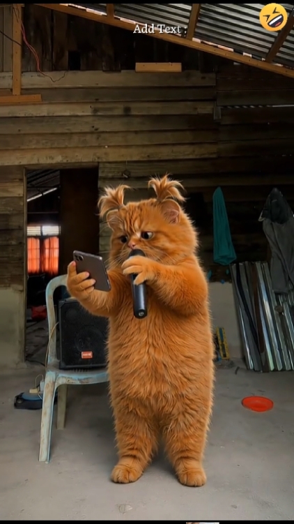 Gato Divertido