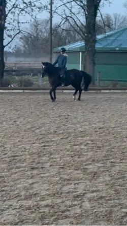 Slowmo horse