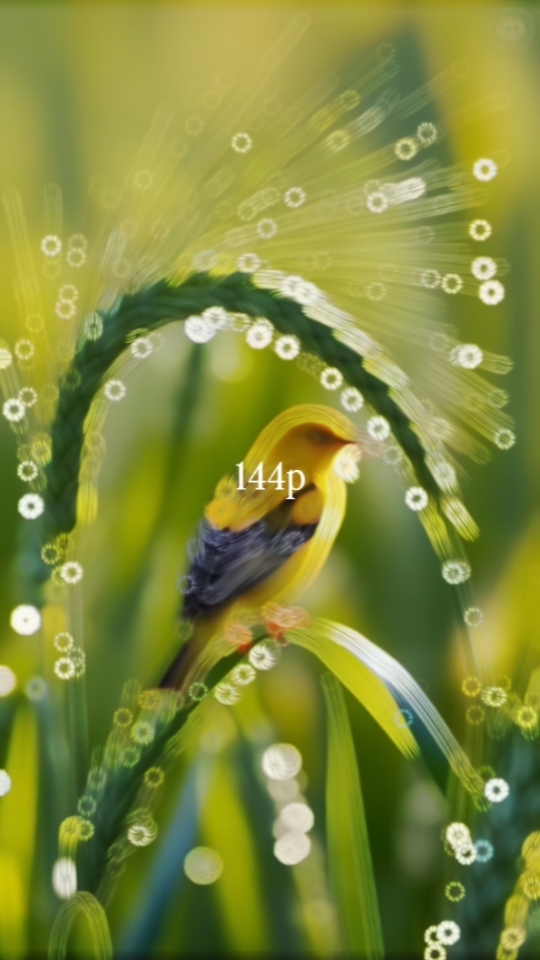 quality 144p to 4k