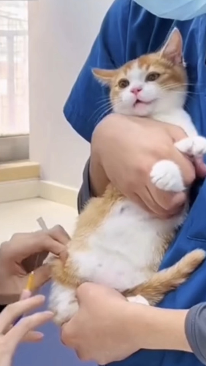 Petting Product Display Intro Beginning TikTok Style
