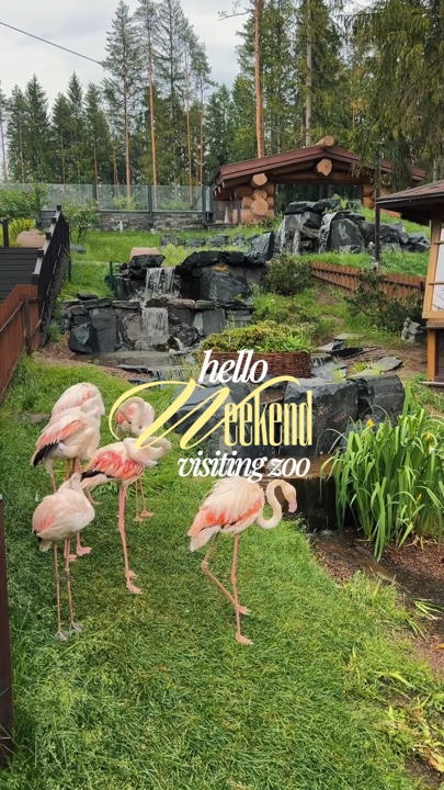 Weekend at zoo