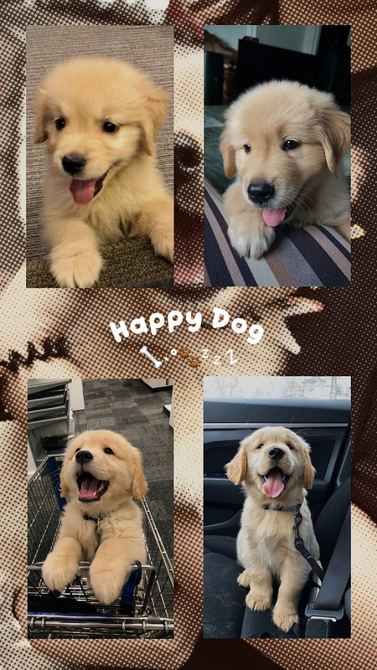 Happy Dog Collage