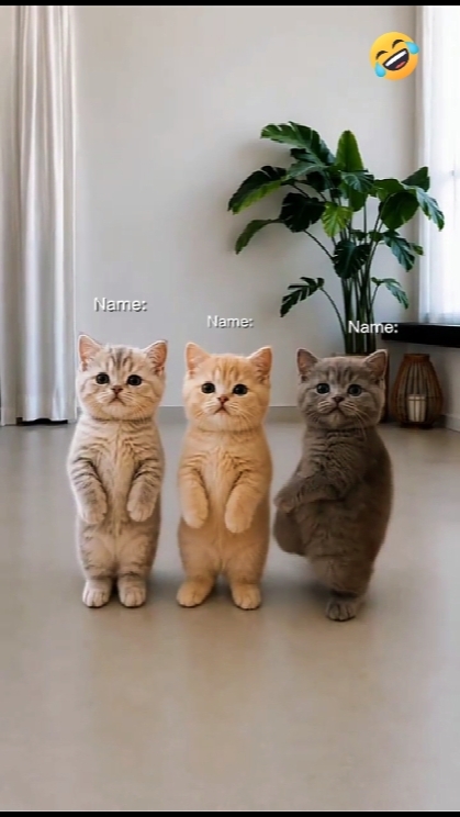 Tendencia del gato bailando