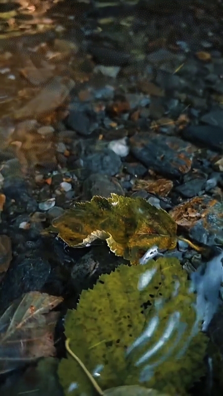 Cinematic Nature