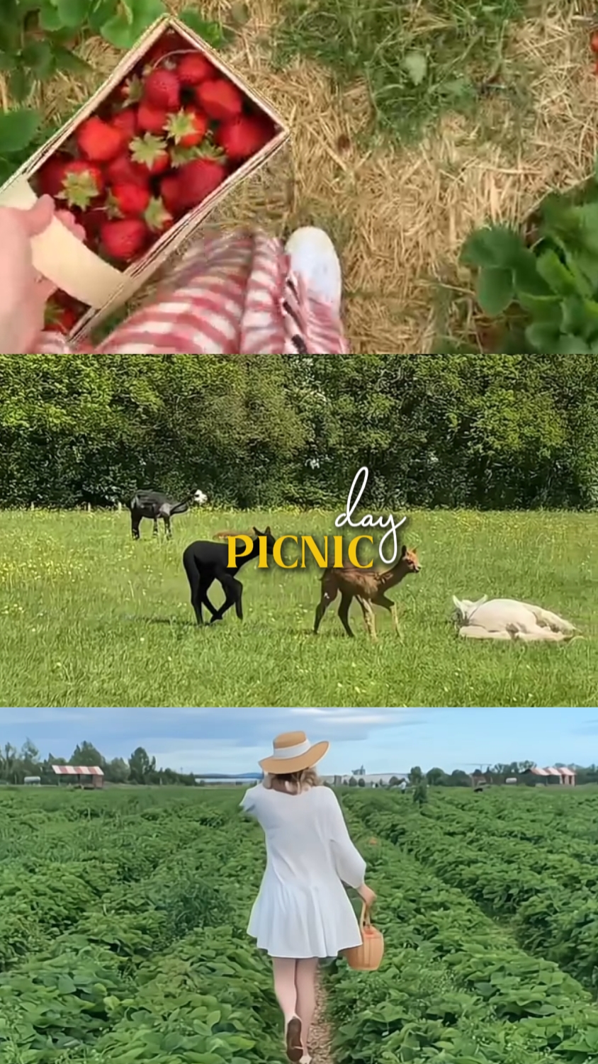 Día de picnic