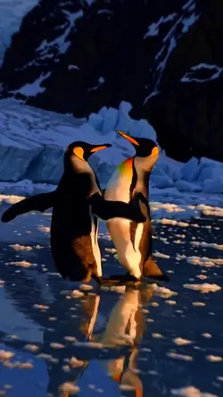 Trump penguin tariff