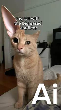 WI CAT BIG EARS 