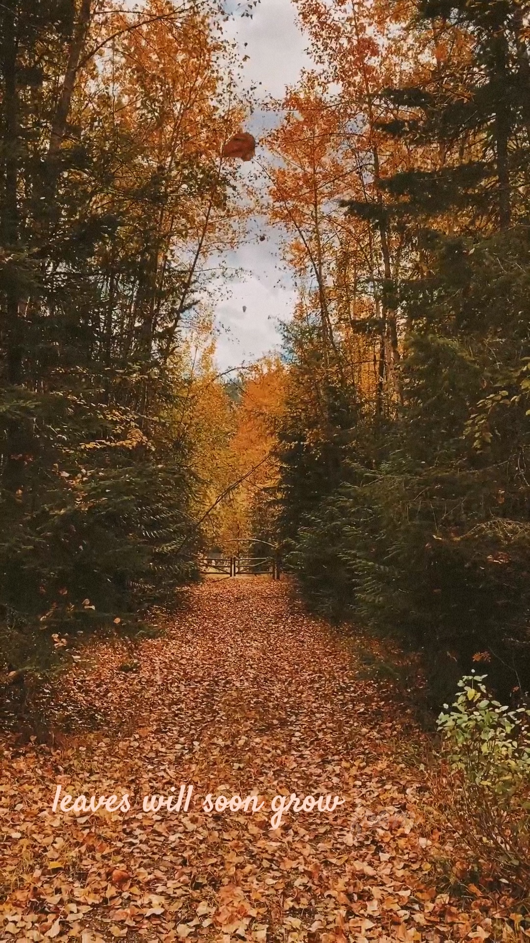 autumn