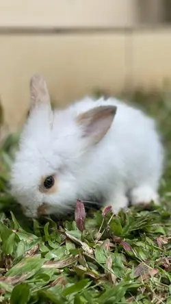 Easter Bunny|Estetik