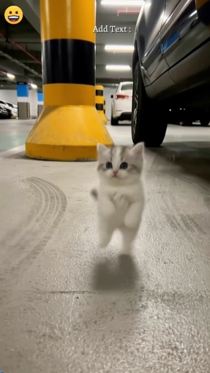 Gato fofo