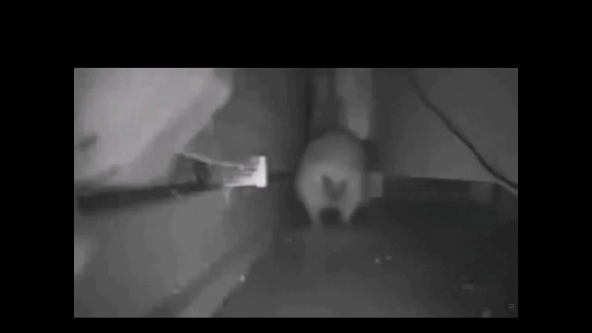 Hedgehog saves u