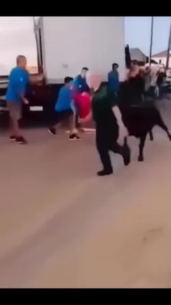 Si seruduk sapi