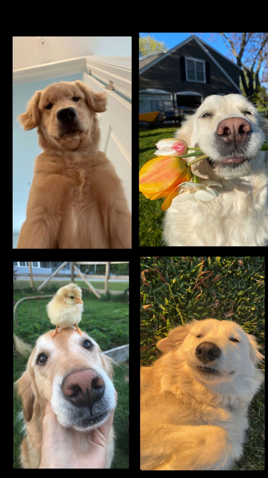 Hunde Welpe fyp