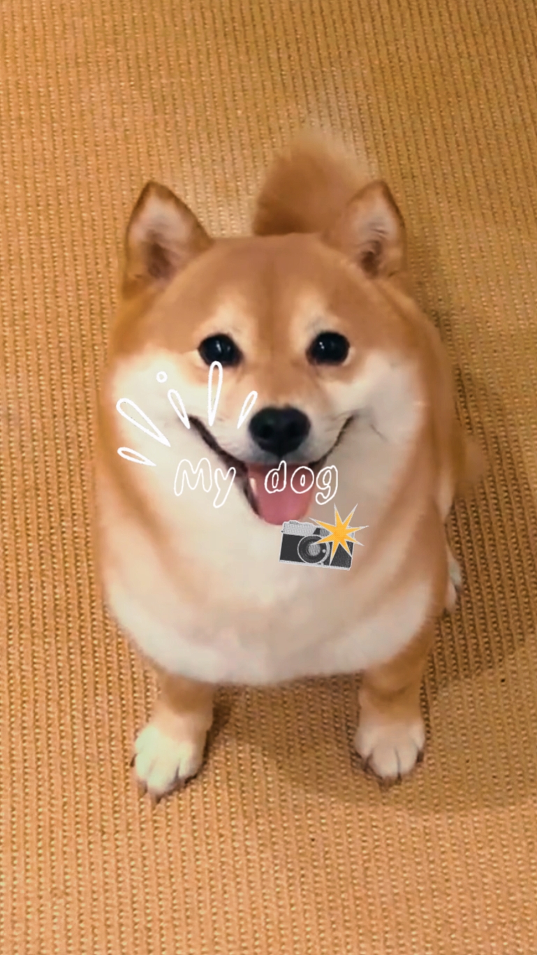 köpeğim 