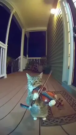 Funny cat meme 