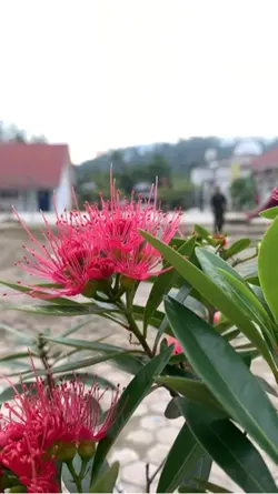 Lagu Gayo