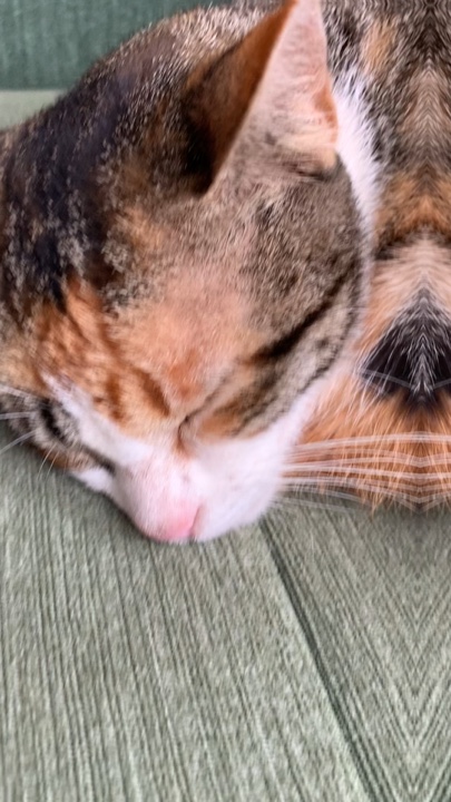 Sleepy cat