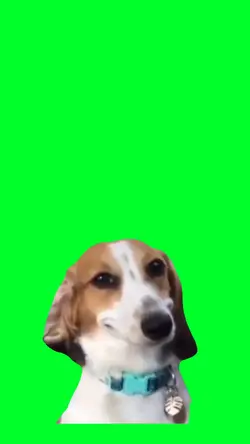 Dog smile