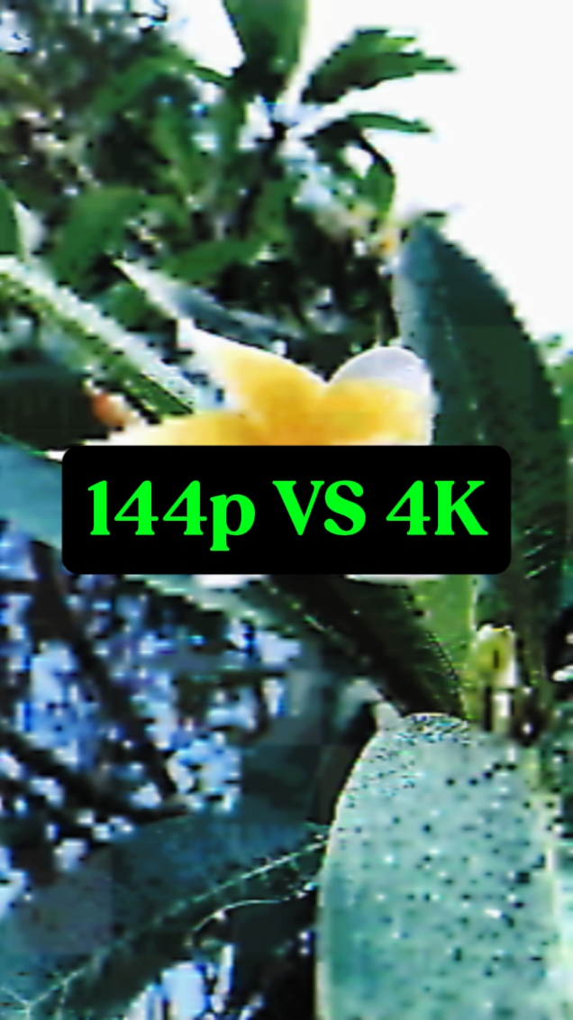 144P VS 4K Natur