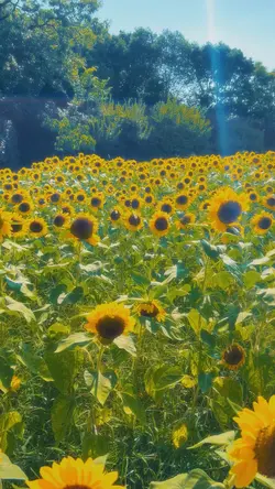 ひまわり🌻