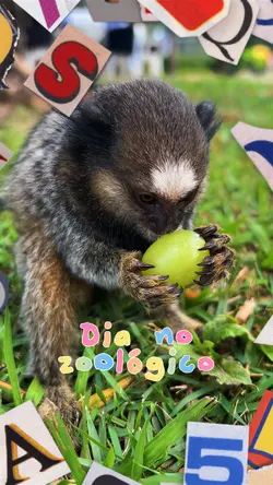 Dia no zoológico 🐕🐛🦮